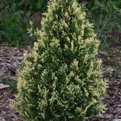 Туя БРАБАНТ ВАРИЕГАТТА западная — описание сорта Туя БРАБАНТ ВАРИЕГАТТА западная в Королеве