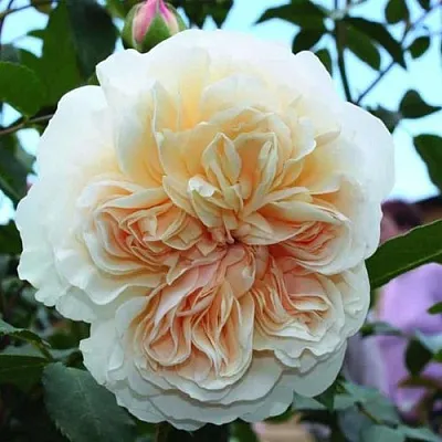 Саженцы роз ЛИЧФИЛД ЭНДЖЕЛ английская  Саженцы роз ЛИЧФИЛД ЭНДЖЕЛ английская в Королеве