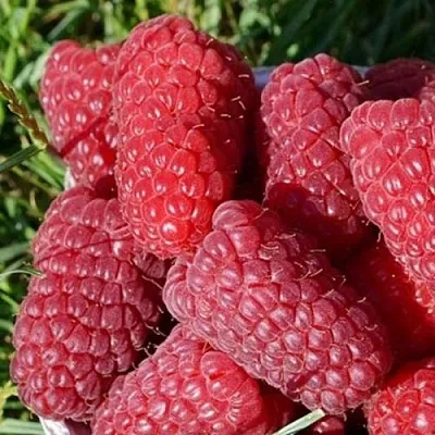 Малина САМОСВАЛ  Малина САМОСВАЛ в Королеве