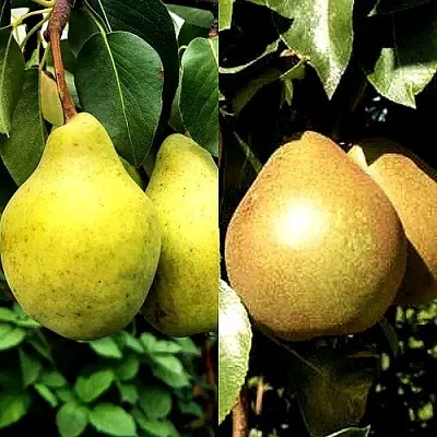 Комплект ДУЭТ в Королеве