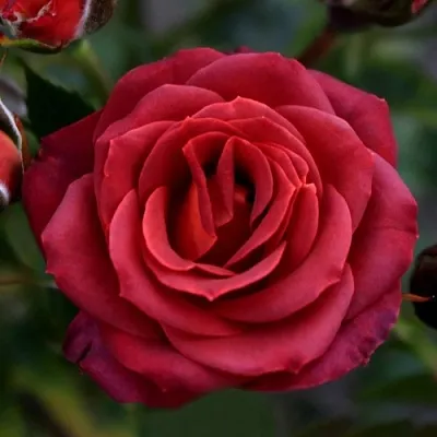 Саженцы роз ЧОКОЧИНО спрей  Саженцы роз ЧОКОЧИНО спрей в Королеве