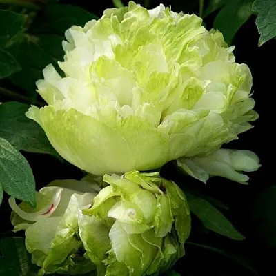 Пион ЗЕЛЕНЫЙ ШАР древовидный в Королеве