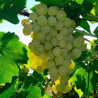 Виноград КИШМИШ МУСКАТНЫЙ в Королеве