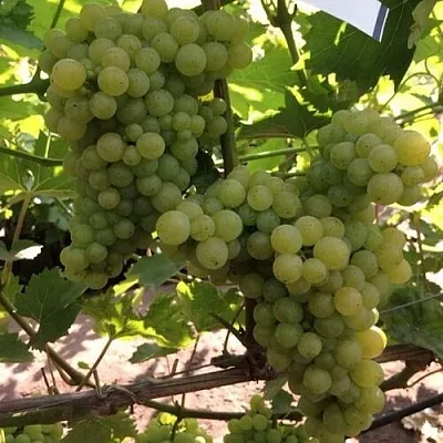 Виноград КИШМИШ 311  Виноград КИШМИШ 311 в Королеве