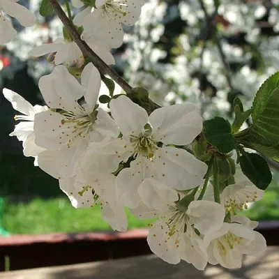 Вишня УМБРАКУЛИФЕРА  Вишня УМБРАКУЛИФЕРА в Королеве