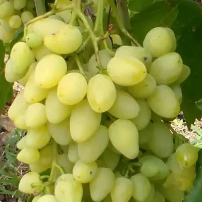 Виноград ЗАРНИЦА  Виноград ЗАРНИЦА в Королеве