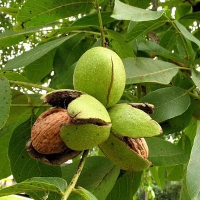 Грецкий орех в Королеве