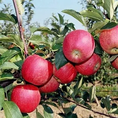 Яблоня АПОРТ в Королеве