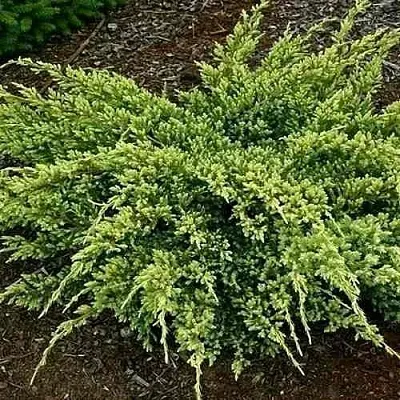 Можжевельник ДРИМ ДЖОЙ чешуйчатый в Королеве