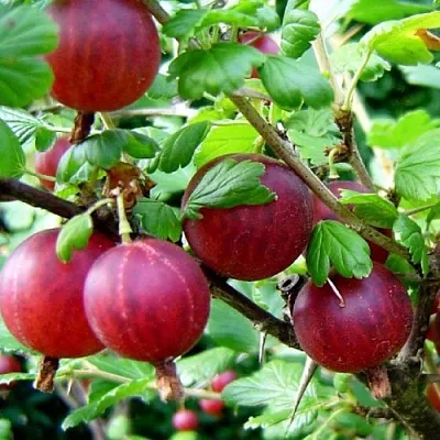 Крыжовник КОНСУЛ  Крыжовник КОНСУЛ в Королеве