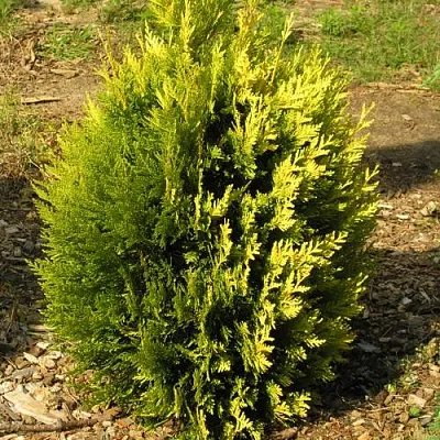 Туя КОППЕР ГОЛД западная  Туя КОППЕР ГОЛД западная в Королеве