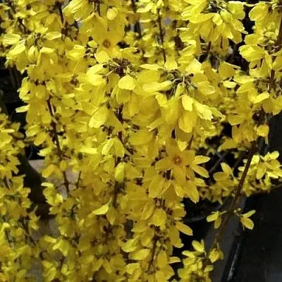 Форзиция ГОЛДРАУШ  Форзиция ГОЛДРАУШ в Королеве