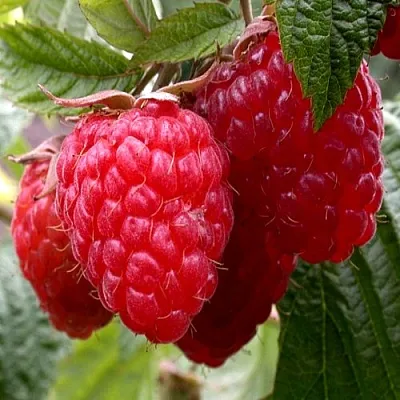 Малина КВЕЛЛИ  Малина КВЕЛЛИ в Королеве