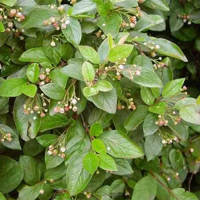 Кизильник блестящий в Королеве