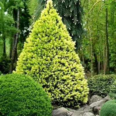 Ель РЕЙНБОУЗ ЭНД сизая  Ель РЕЙНБОУЗ ЭНД сизая в Королеве