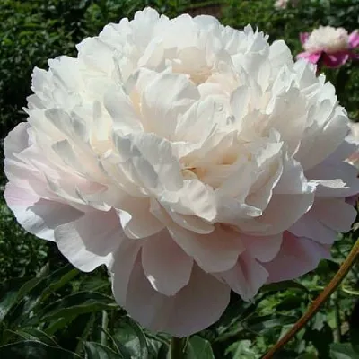 Пион ВОГ травянистый  Пион ВОГ травянистый в Королеве