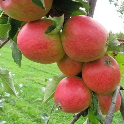 Яблоня ПИККОЛО в Королеве