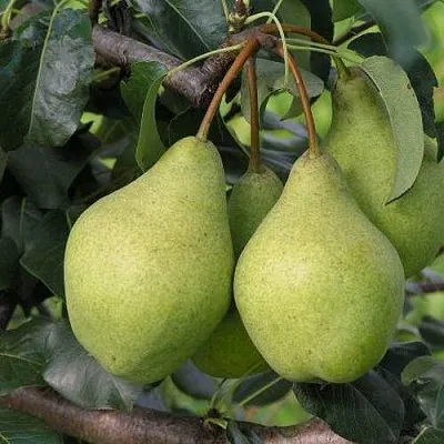 Груша ОРЛОВСКАЯ ЛЕТНЯЯ  Груша ОРЛОВСКАЯ ЛЕТНЯЯ в Королеве