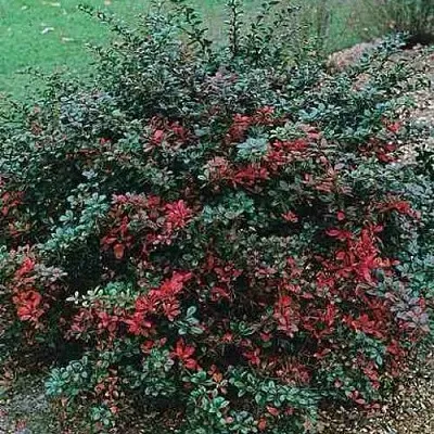 Барбарис РЕД ДЖЕВЕЛ средний   Барбарис РЕД ДЖЕВЕЛ средний  в Королеве