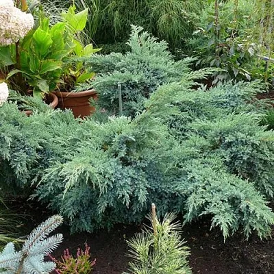 Можжевельник БЛЮ ШВЕД (СВИД) чешуйчатый в Королеве