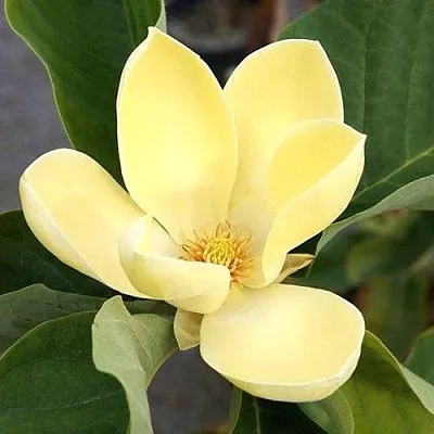 Магнолия ЕЛЛОУ ЛАНТЕРН в Королеве