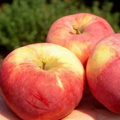 Яблоня ОРЛОВИМ  Яблоня ОРЛОВИМ в Королеве