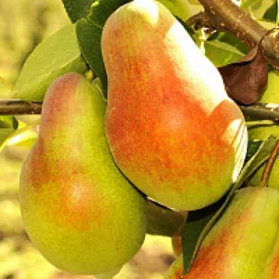 Груша РУССКАЯ КРАСАВИЦА (КРАСАВИЦА ЧЕРНЕНКО)  Груша РУССКАЯ КРАСАВИЦА (КРАСАВИЦА ЧЕРНЕНКО) в Королеве