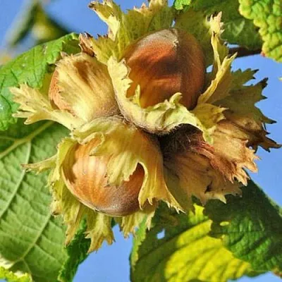 Фундук ТОНДА РОМАНА в Королеве