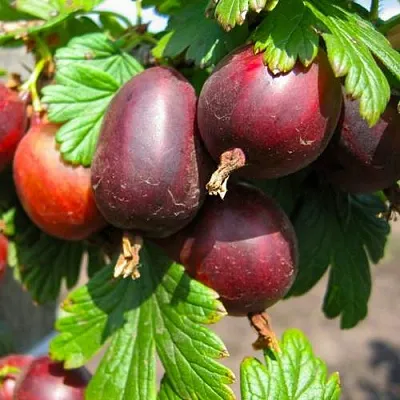 Крыжовник ЧЕРНОСЛИВОВЫЙ  Крыжовник ЧЕРНОСЛИВОВЫЙ в Королеве