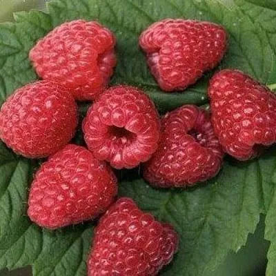 Малина ЗЮГАНА  Малина ЗЮГАНА в Королеве