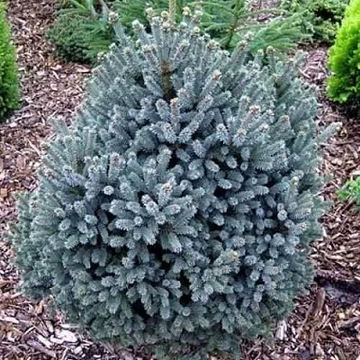 Ель НАНА сизая  Ель НАНА сизая в Королеве