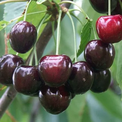 Черешня ЛЮБИМИЦА АСТАХОВА  Черешня ЛЮБИМИЦА АСТАХОВА в Королеве