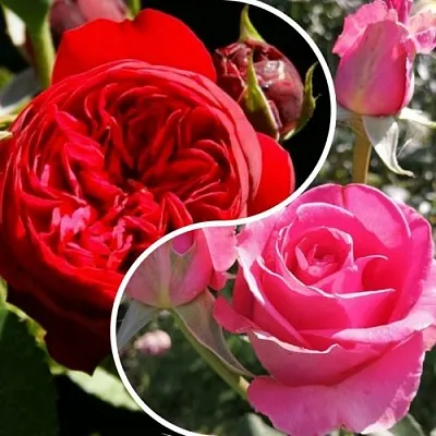 Комплект РОМАНТИЧЕСКИЙ БУКЕТ в Королеве