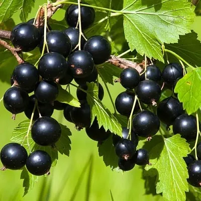 Смородина чёрная БЕЛОРУССКАЯ СЛАДКАЯ  Смородина чёрная БЕЛОРУССКАЯ СЛАДКАЯ в Королеве