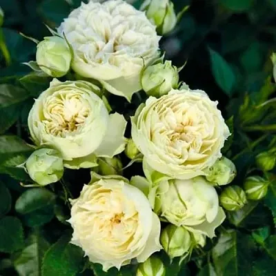 Саженцы роз БЛАНШЕТТ спрей  Саженцы роз БЛАНШЕТТ спрей в Королеве