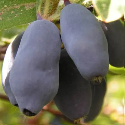 Жимолость съедобная КРУПНОПЛОДНАЯ в Королеве