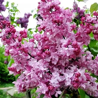 Сирень ОЛИМПИАДА КОЛЕСНИКОВА  Сирень ОЛИМПИАДА КОЛЕСНИКОВА в Королеве