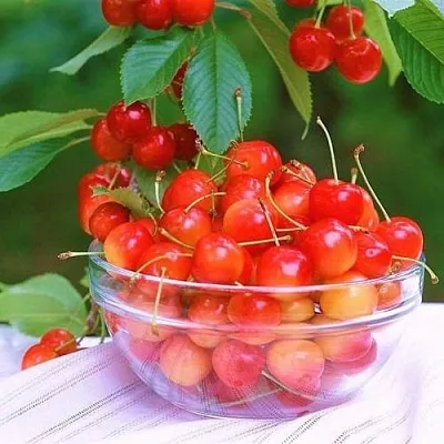 Черешня НАСЛАЖДЕНИЕ  Черешня НАСЛАЖДЕНИЕ в Королеве