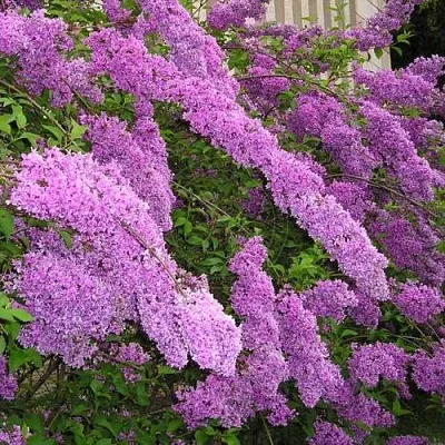 Сирень КИТАЙСКАЯ  Сирень КИТАЙСКАЯ в Королеве