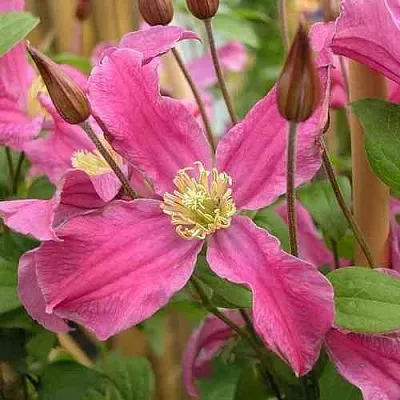 Клематис ИНСПИРЕЙШН ЗОЙН  Клематис ИНСПИРЕЙШН ЗОЙН в Королеве