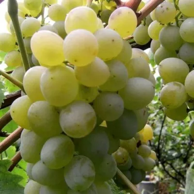 Виноград ТАЛИСМАН в Королеве