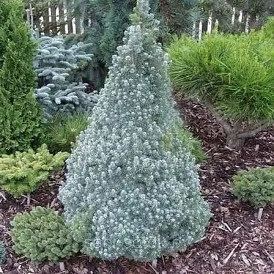 Ель САНДЕРС БЛЮ канадская  Ель САНДЕРС БЛЮ канадская в Королеве