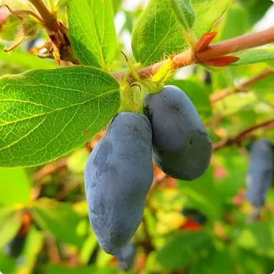 Жимолость съедобная БОРЕАЛ БЛИЗЗАРД (СЕВЕРНАЯ МЕТЕЛЬ)  Жимолость съедобная БОРЕАЛ БЛИЗЗАРД (СЕВЕРНАЯ МЕТЕЛЬ) в Королеве