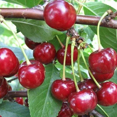 Вишня ТУРГЕНЕВКА  Вишня ТУРГЕНЕВКА в Королеве