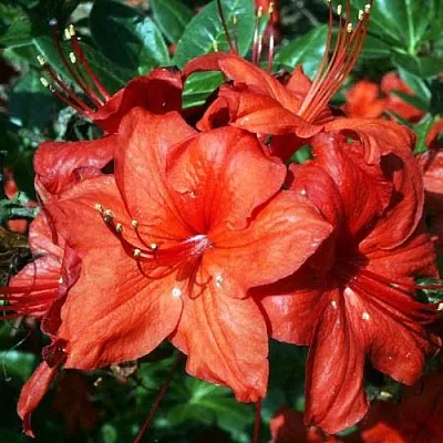 Азалия ДОЛОРОСО листопадная  Азалия ДОЛОРОСО листопадная в Королеве