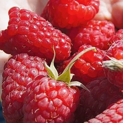 Саженцы малины Гордость России Саженцы малины Гордость России