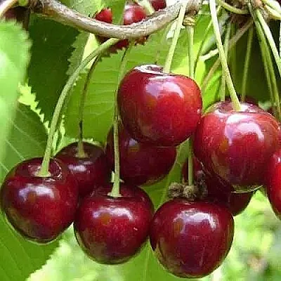 Вишня ХАРИТОНОВСКАЯ  Вишня ХАРИТОНОВСКАЯ в Королеве