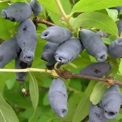 Жимолость съедобная РОКСАНА  Жимолость съедобная РОКСАНА в Королеве