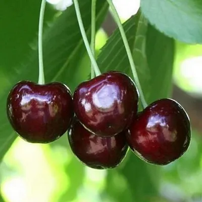Черешня ЛЕНИНГРАДСКАЯ ЧЁРНАЯ  Черешня ЛЕНИНГРАДСКАЯ ЧЁРНАЯ в Королеве