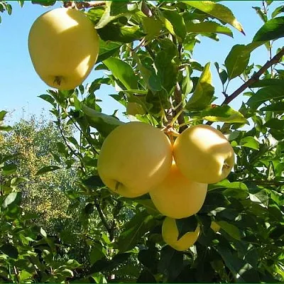 Яблоня ГОЛДЕН МИЛЛЕНИУМ  Яблоня ГОЛДЕН МИЛЛЕНИУМ в Королеве